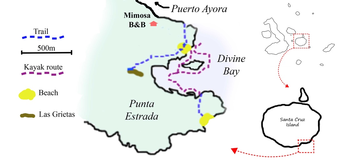 Punta Estrada, Divine Bay Kayak Tour Santa Cruz Galapagos