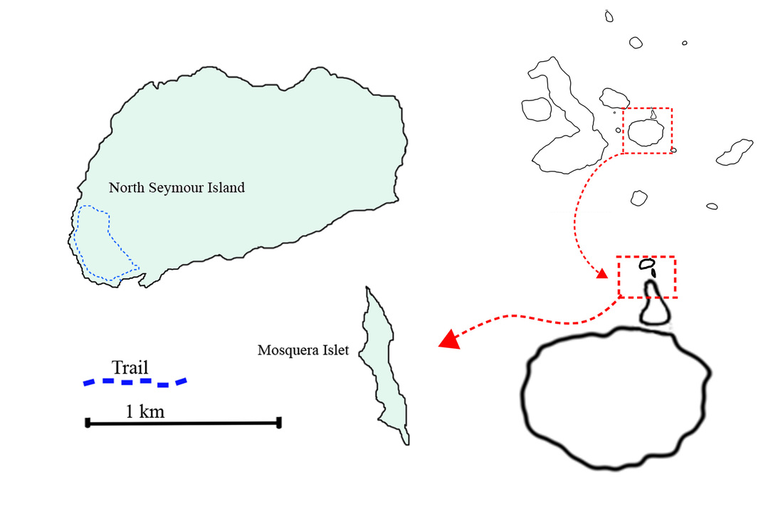 North Seymour Day Tour Cruise Galapagos